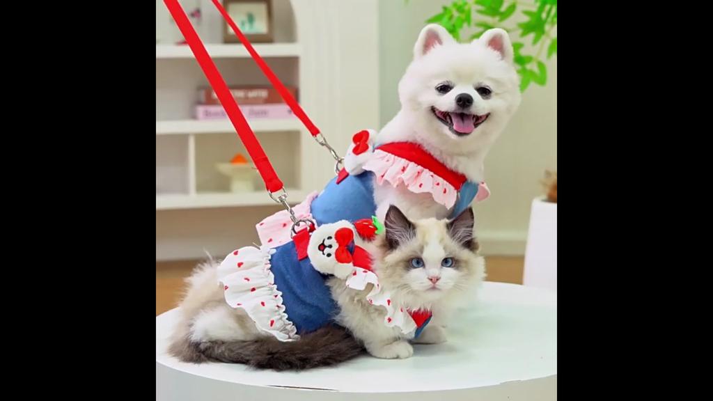 Chest Strap Pet Dog Dog Cat Clothing Teddy Bigbear Magic Schnauzer Small and Medium Dog Cat Dress Dog Supplies