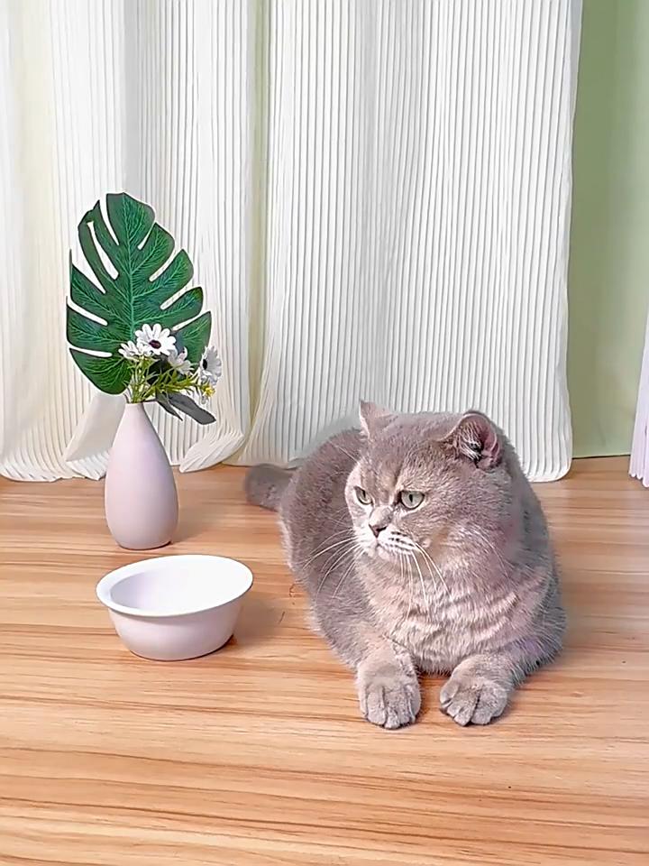 2 In1 Automatic Cat Feeding and Water Dispenser Automatic Feeder Troughs for Cats Dogs Feeding&Watering Supplies Pet Accessories