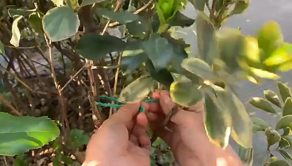 Adjustable Plastic Plant Cable Ties Reusable Cable Ties for Garden Tree Climbing Support Plant Vine Tomato Stem Clip